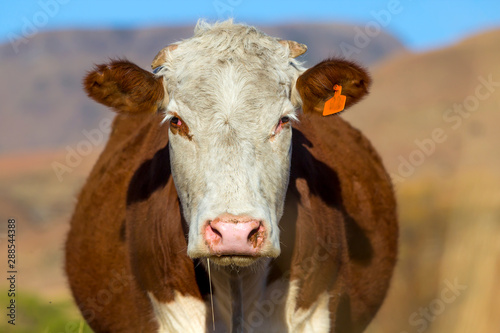 Brown Hereford cow with white face on farm