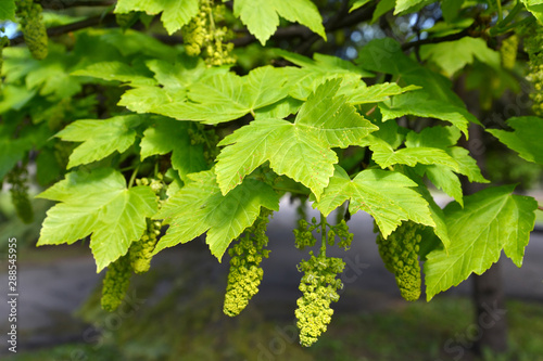 Maple false (Acer pseudoplatanus L.), branch with leaves and flowers
