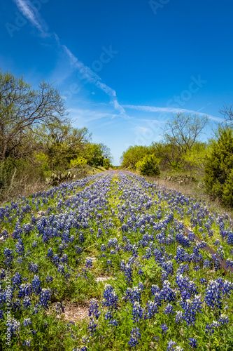 View down an abandoned railway track covered with Texas blue bonnets