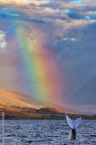 Humpback whale tail breaking the surface under a brilliant rainbow in Lahaina on Maui