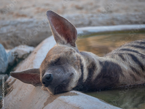 Striped Hyena resting in hot sun - captive animal