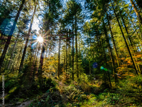 Automne dans la forêt vosgienne