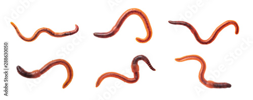 Macro shots of red worm Dendrobena, earthworm live bait for fishing isolated on white background.