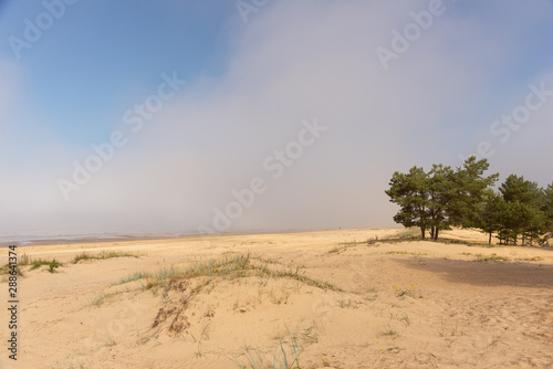 Pine trees in the dunes on the beach and foggy morning distance