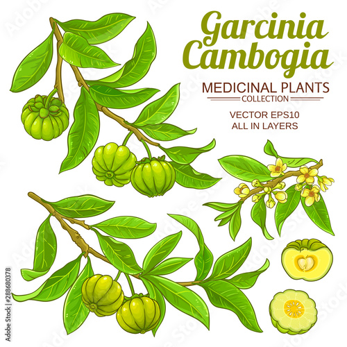 garcinia vector set