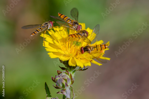 little yellow hoverfly on blossom of flower