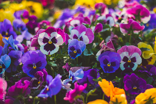 Flower pansy viola wittrockiana