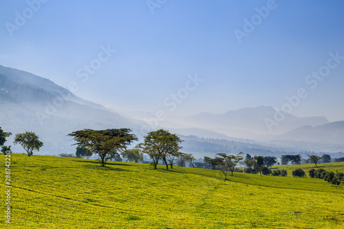 Tea plantation in Mulanje Massif - Malawi