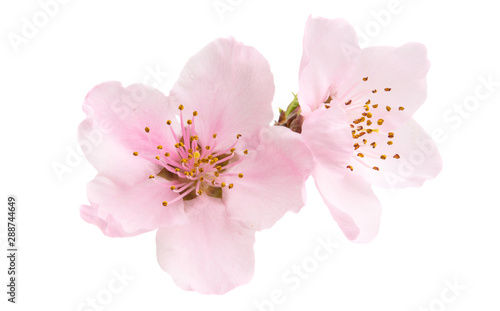 Cherry blossom, sakura flowers isolated