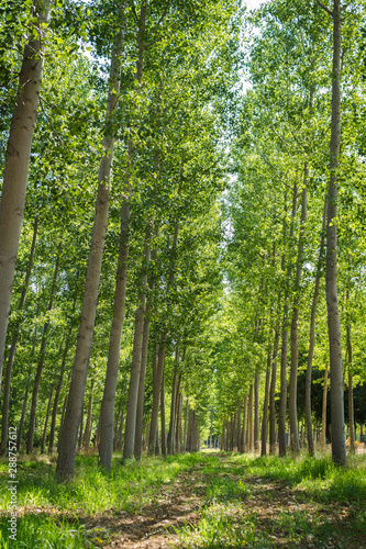 The green forest receiving the sunlight in the morning