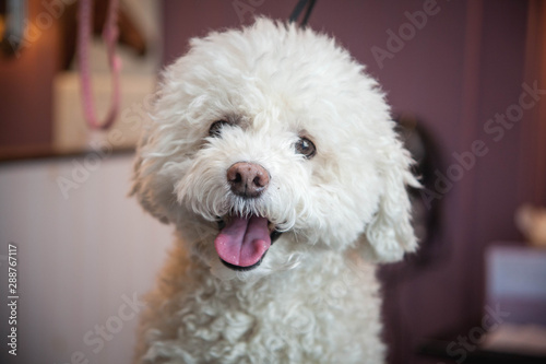 Cute White Dog