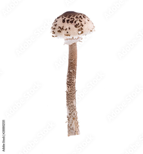 Forest wild mushroom Macrolepiota on white background
