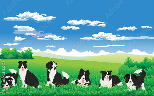 Border collie at the meadow