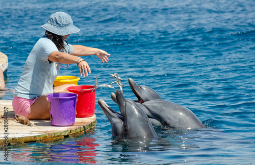 The undefined girl trainer feed the pair of dolphins at the Dolphin Reef in Eilat, on the shores of the Red Sea