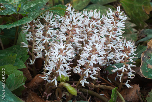 Allegheny spurge (Pachysandra procumbens) blossoms. The dark green leaves are holdovers from the past season, while the bright green growth is new foliage