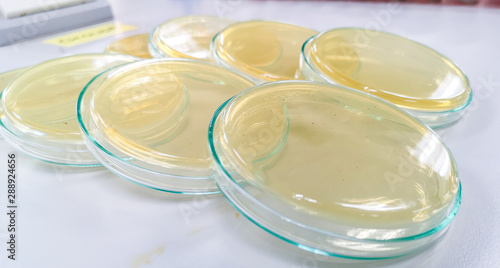 Nutrient agar for culture Bacteria