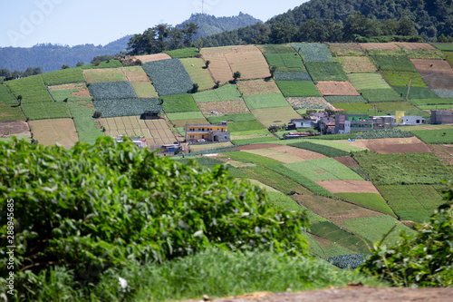 Landscape of rural and organic agriculture fields - vegetable planting fields in Guatemala