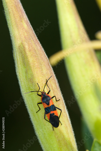 Large milkweed bug (Oncopeltus fasciatus) on seed pod of butterfly weed (Asclepias tuberosa) in mid-September. Conspicuous coloration warns predators that the insect contains toxic chemicals.