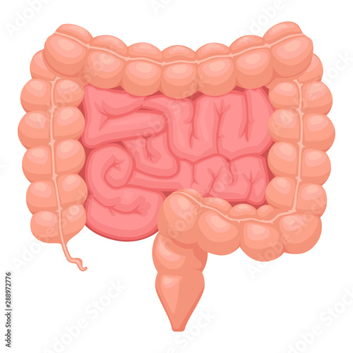 Realistic flat vector illustration of small and large intestine. Human internal organ, digestive tract. Vector illustration isolated on white background.