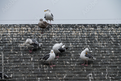 Many seagulls sitting on the roof of a house, leaving lots of bird poop