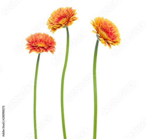 three Vertical orange gerbera flowers with long stem isolated on white background