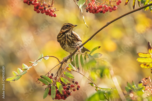 Redwing Turdus iliacus bird, eating berries in a forest