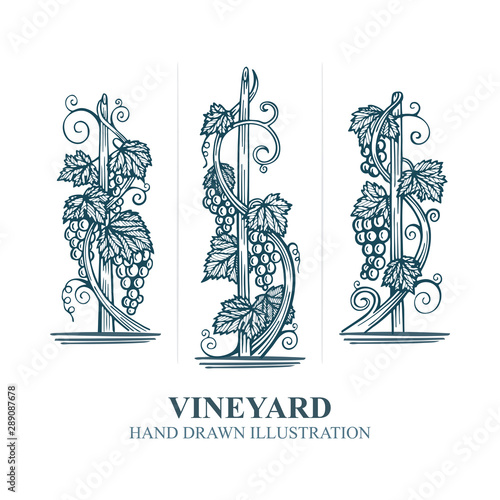 Grapes in vineyard. Hand drawn vine and grape bunch engraving style illustration. Vineyard stylized logo and design element. Wine theme grape and vine vintage style ornament. Part of set.