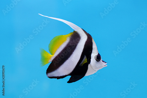 Longfin or Reef bannerfish /Pennant coralfish/ Coachman (Heniochus acuminatus) on blue background, native to Indo-Pacific area