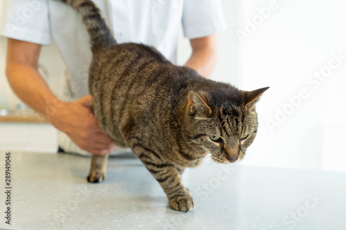 Tabby cat being examinated by an unrecognizable veterinarian who checks his hind paws