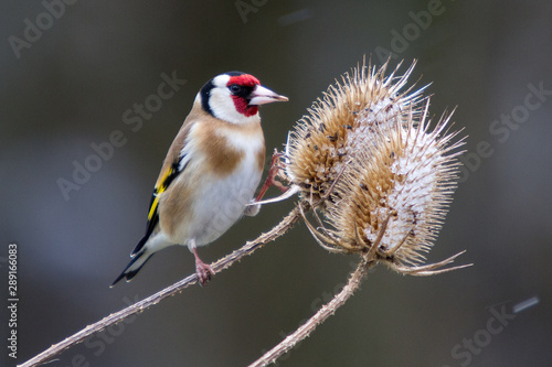 bird on a branch