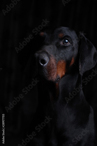 Uncropped Dobermann portrait with black background, looking forward