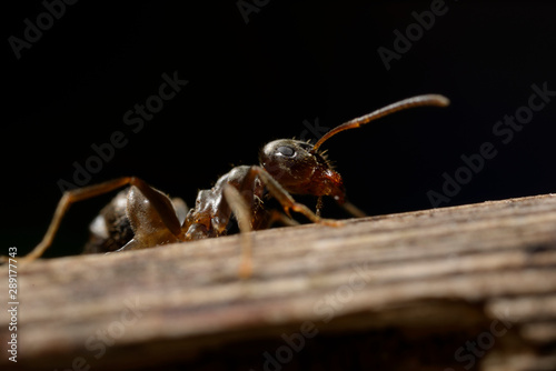Mrówka na badylu