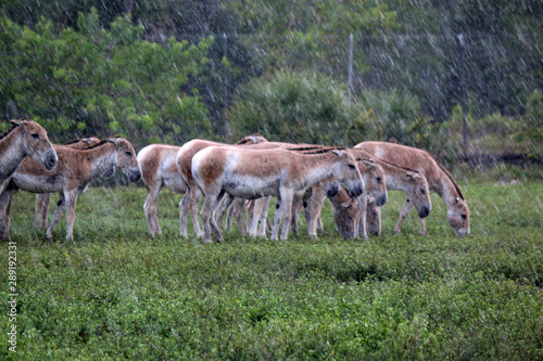 Onager in the Rain