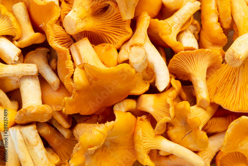 Group of edible forest chanterelle mushrooms, top view, texture