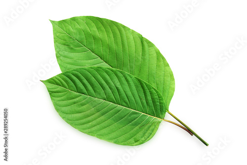 Mitragyna speciosa Korth. Located in the family Rubiaceae. It is a medicinal plant and is addictive.Isolated on white background this has clipping path.