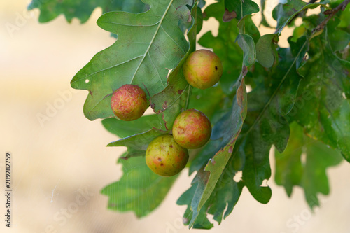 Oak apples on leaves. Galls of Cynips quercusfolii on a oak tree leaves. Place for text.