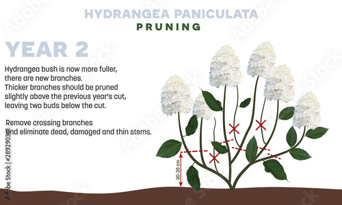 Hydrangea paniculata pruning tips in Year 2. This sort is Hydrangea is winter hardy. Thicker branches should be pruned in early spring slightly above the previous year's cut. 