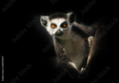 Ring-tailed lemur in the dark sits on a branch - eyes will look forward.
