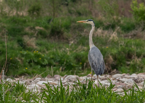 Czapla Siwa 