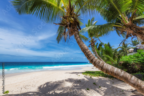 Paradise beach on tropical island. Palm trees on white sand sunny beach.