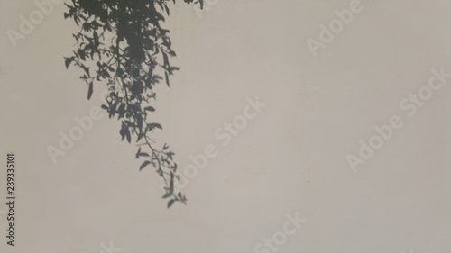 tree leaves shadow on blank concrete background