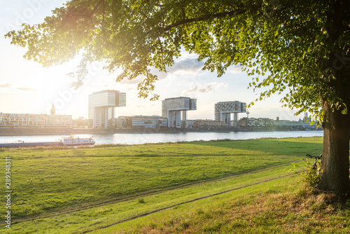 panoramic skyline view of the rhine shore in cologne with meadow in the foreground and crane houses with cathedral in the back on a sunny summer day right before sunset framed by leaves of a tree