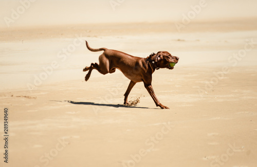 Dogs on the beach. Black and brown labradors playing with ball near ocean. Dogs running along the seashore