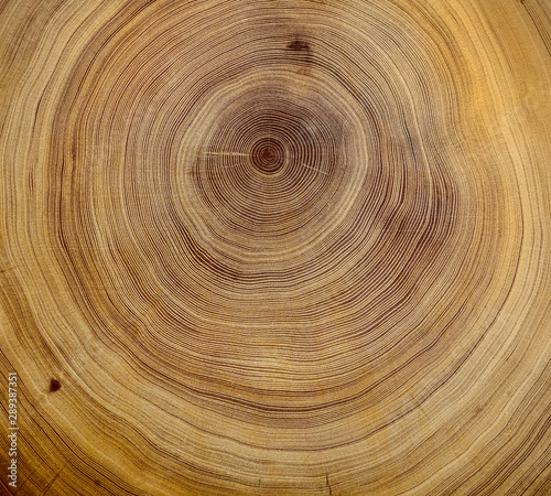 Old wooden oak tree cut surface. Detailed warm dark brown and orange tones of a felled tree trunk or stump. Rough organic texture of tree rings with close up of end grain.