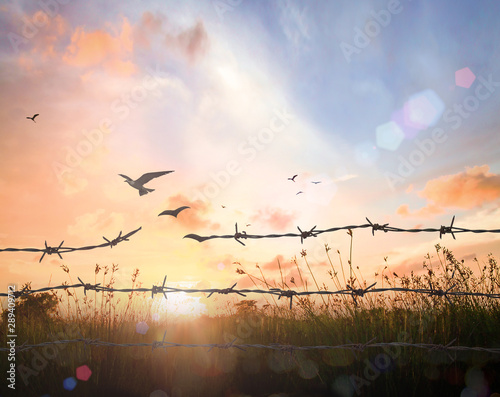 International migrants day concept: Silhouette of bird flying and barbed wire over autumn sunset background