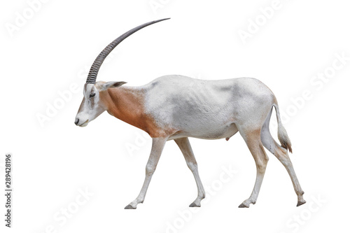 Wildlife Africa Scimitar Oryx iisolated on white background. Clipping path included.