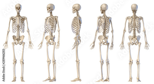 Human male skeleton full figure. Five views.