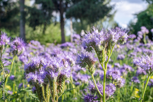 Lacy phacelia blossoms in a garden