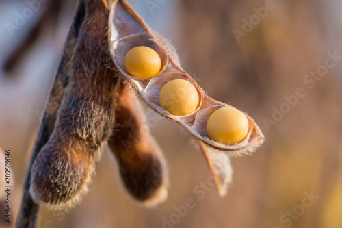 Agriculture, soybean seed details, closeup macro photography