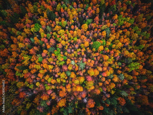 Aerial top view beautiful autumn forest with yellow and red trees